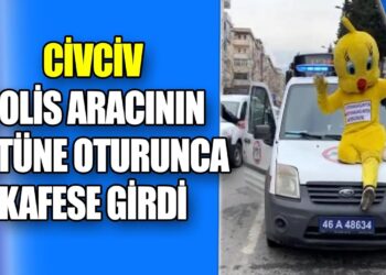 CİVCİV, POLİS ARACININ ÜSTÜNE OTURUNCA KAFESE GİRDİ