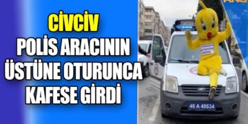 CİVCİV, POLİS ARACININ ÜSTÜNE OTURUNCA KAFESE GİRDİ