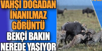 Vahşi doğadan inanılmaz görüntü! | Orman bekçisi bakın nerede ve nasıl uyuyor!