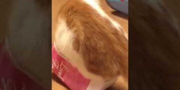 Bulunduğu kabın şeklini alan kedi #shorts #cat