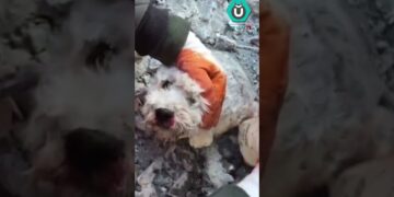 İskenderun Arama -Kurtarma Çalışmalarında 60 Saat Sonra Bir Köpek Sağ Çıkarıldı
