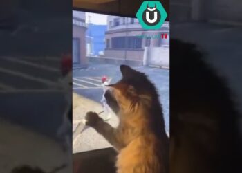 Oyuna Kendini Kaptıran Kedi.