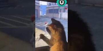 Oyuna Kendini Kaptıran Kedi.